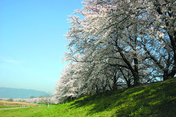 背割堤の桜並木