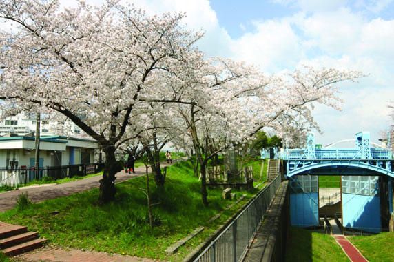 長柄河畔地区の桜