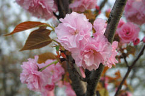 ぼたん桜