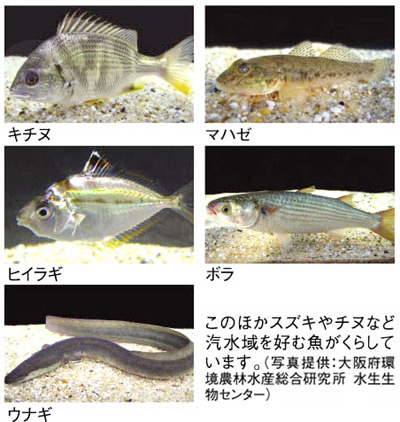 十三付近で見られる生き物たち