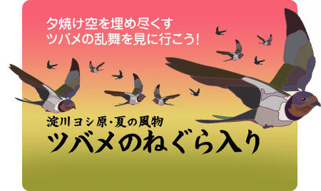 淀川ヨシ原・夏の風物詩　ツバメのねぐら入り