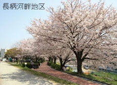 長柄河畔地区の桜