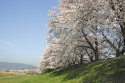 背割堤の桜