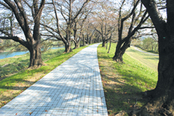 万年寺山から淀川を眺める