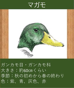 マガモ