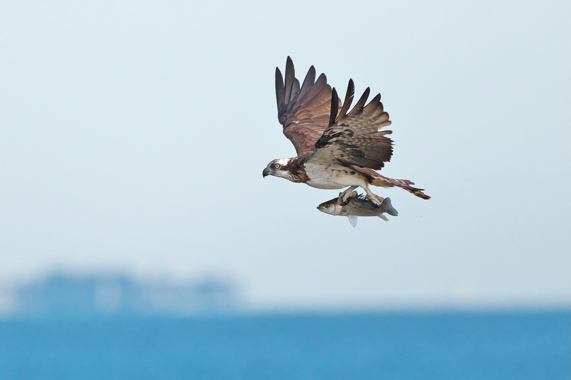 【さくらであい館】<br>背割堤の野鳥を観察しよう
